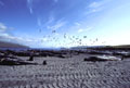 <b>Mort sur la plage.</b> Le globicéphale noir de l'Atlantique nord (Globicephala malaena) fait partie de la famille des Odontocètes (cétacés à dents). Sa taille adulte varie de 6 à 8 mètres pour un poids de 1800 à 3500 kg. Chasse des globicéphales aux îles Féroé. 
