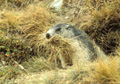 <b>Marmota marmota.</b> Grand Paradis. Son poids varie de 3 à 8 kg selon la période. Sociable, elle constitue des colonies orientées plein sud entre 1400 et 3200m d'altitude. Les galeries mesurent de 3 à 10 m de profondeur. Elle hiberne du mois d'octobre jusqu'en avril. Les herbes ramassées servent à obstruer de l'intérieur les orifices. Nourriture : graminées, racines, fleurs, baies. Elle vit une vingtaine d'années. Marmotte des Alpes avec herbes dans la gueule. Marmota marmota. Mammifère de montagne. 