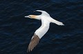 Fou de Bassan. Sula bassana. Fou de bassan. Sula bassana. Grand oiseau de mer, palmipède de la famille des Sulidae. Habite l'hémisphère nord. 