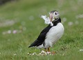 Macareux moine. Fratercula arctica. Macareux moine. Fratercula artica. Famille des Alcidae. Hémisphère nord. 