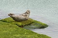 Phoque veau marin. Phoca vitulina. Phoque veau marin. Phoca vitulina. Famille des Phocidae. Habite l'hémisphère nord. 