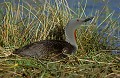 Plongeon catmarin. Gavia stellata. Plongeon catmarin. Gavia stellata. Palmipède de la famille des Gaviidae. Hémisphère nord. 