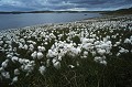  Linaigrette. Iles Shetland. Hémisphère nord. 