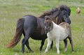 Poney des Iles Shetland. Hémisphère nord. 