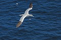 Fou de Bassan. Sula bassana. Fou de Bassan. Sula bassana. Oiseau de mer. Palmipède de la famille des Sulidae. Iles Shetland. Hémisphère nord. 