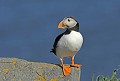 Maraceux moine. Fratercula arctica. Macareux moine. Fratercula arctica. Oiseau de mer. Palmipède. Famille des Alcidae.Iles Shetland. Hémisphère nord. 