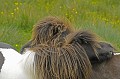  Poney des Shetland. Iles Shetland. Hémisphère nord. 