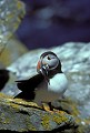 Macareux moine. Fratercula arctica. Macareux moine. Fratercula arctica. Oiseau de mer. Palmipède de la famille des Alcidae. Iles Shetland. Hémisphère nord. 
