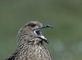 Grand labbe. Stercorarius skua. Grand labbe. Stercorarius skua. Oiseau de mer. Palmipède de la famille des Stercorariidae. Iles Shetland. Hémisphère du nord. 