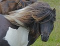  Poney des Shetland. Iles Shetland. Hémisphère nord. 