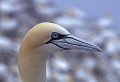 Fou de Bassan. Sula bassana. Fou de Bassan. Sula bassana. Oiseau de mer. Palmipède famille des Sulidae. Hémisphère nord. 