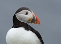 Macareux moine. Fratercula arctica. Macareux moine. Fratercula arctica. Oiseau de mer. Palmipède famille des Alcidae. Iles Shetland hémisphère nord. 