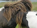  Poney des Shetland. Iles Shetland. Hémisphère nord. 