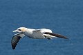 Fou de Bassan. Sula bassana. Fou de Bassan. Sula bassana. Oiseau de mer palmipède de la famille des Sulidae. Iles Shetland. Hémisphère nord. 