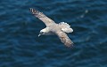 Fulmar Boréal ou Pétrel fulmar. Fulmarus glacialis. Fulmar boréal ou Pétrel fulmar. Fulmarus glacialis. Oiseau de mer, palmipède, de la famille des Procellariidae. 