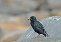 Etourneau sansonnet. Sturnus vulgaris. Etourneau sansonnet. Sturnus vulgaris. Passereau. Iles Shetland. Hémisphère nord. 