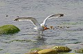 Goéland argenté. Larus argentatus. Goéland argenté. Larus argentatus. Oiseau de mer. Palmipède de la famille des Laridae. 