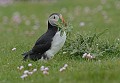 Macareux moine. Fratercula arctica. Macareux moine. Fratercula arctica. Oiseau de mer. Palmipède de la famille des Alcidae. Iles Shetland. Hémisphère nord. 
