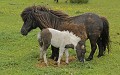  Poney des Iles Shetland. Hémisphère nord 