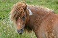 Poney des Shetland Poney des Shetland. Hémisphère nord. 