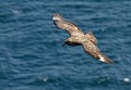 Grand labbe. Stercorarius skua. Grand labbe. Stercorarius skua. Oiseau de mer. Palmipède de la famille des Stercorariidae. Iles Shetland. Hémisphère nord. 