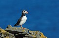 Macareux moine. Fratercula arctica. Macareux moine. Fratercula arctica. Oiseau de mer. Palmipède de la famille des Alcidae. Iles Shetland. Hémisphère nord. 