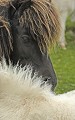 Poney des Shetland Poney des Iles Shetland. Hémisphère nord. 