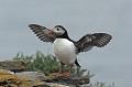 Macareux moine. Fratercula arctica. Macareux moine. Fratercula arctica. Oiseau de mer. Palmipède de la famille des Alcidae. 