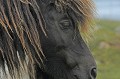 Poney des Shetland. Poney des Iles Shetland. Hémisphère nord. 