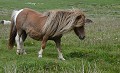 Poney des Shetland. Poney des Shetland. Hémisphère nord 