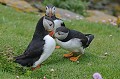 Macareux moine. Fratercula arctica. Macareux moine. Fratercula arctica. Oiseau de mer. Palmipède de la famille des Alcidae. 