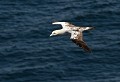 Fou de Bassan. Sula bassana. Immature de 2° année. Fou de Bassan. Sula bassana. Oiseau de mer. Palmipède de la famille des Sulidae. Iles Shetland. Hémisphère nord. 