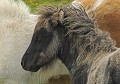 Poney des Shetland. Pney des Shetland. Iles Shetland. Hémisphère nord. 