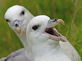 Fulmar boréal. Fulmar glacialis. Fulmar boréal. Fulmar glacialis. Oiseau de mer. Palmipède de la famille des Procellariidae.  Iles Shetland. Hémisphère nord 