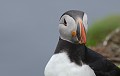 Macareux moine. Fratercula arctica. Macareux moine. Fratercula arctica. Oiseau de mer. Palmipède de la famille des Alcdae. Iles Shetland. Hémisphère nord. 