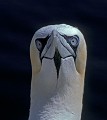 Fou de Bassan. Sula bassana. Fou de Bassan. Sula bassana. Oiseau de mer Palmipède de la famille des Sulidae. Iles Shetland. Hémisphère nord. 
