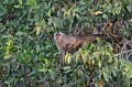 Cebus apella. Capucin apelle. Cebus apella. Pantanal. Brésil. 