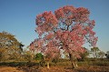  Ipé à fleurs roses. Arbre du Pantanal. Brésil. 