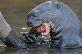 Pteronura brasilliensis. Loutre géante du Brésil. Pteronura brasilliensis. Mammifère du Pantanal. Brésil. 