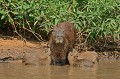 Hydrochaeris hydrochaeris. Capybara. Hydrchaeris hydrochaeris. Le plus gros rongeur du monde. Pantanal. Brésil. 
