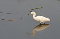 Egretta thula. Aigrette neigeuse. Egetta thula. Echassier du Pantanal. Brésil. 