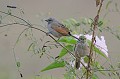 Agelaoides badius. Vacher à ailes baies. Agelaoides badius. Passereau du Pantanal. Brésil. 