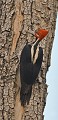 Campephilus melanoleucos. Pic de Malherbe. Campephilus melanoleucos. Passereau du Pantanal. Brésil. 