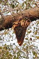  Nid d'abeilles sauvages au Pantanal. Brésil. 