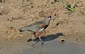 Vanellus chilensis. Vanneau téro. Vanellus chilensis. Echassier du Pantanal. Brésil. 