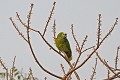 Amazona aestiva. Amazone à front bleu. Amazona aestiva. Oiseau du Pantanal. Brésil. 