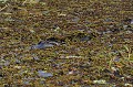 Caiman yacare yacare. Caïman yacaré. Caiman yacare yacare. Reptile du Pantanal. Brésil. 