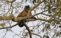Cebus apella. Capucin apelle. Cebus apella. Mammifère du Pantanal. Brésil. 