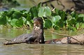 Pteronura brasilliensis. Loutre géante du Brésil. Pteronura brasilliensis. Mammifère du Pantanal. Brésil. 