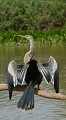 Anhinga anhinga. Anhinga d'Amérique. Anhinga anhinga. Echassier du Pantanal. Brésil. 